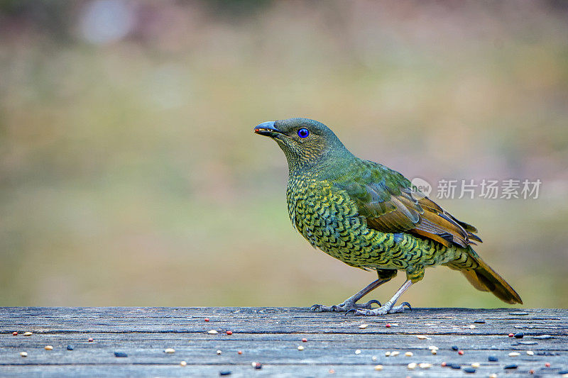 缎纹园丁鸟(Ptilonorhynchus violaceus)